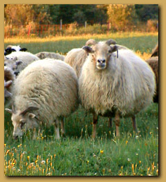 icelandic sheep